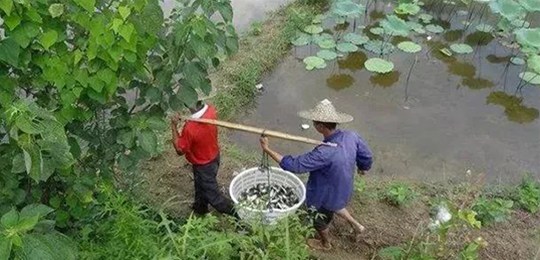 30多億噸畜禽養(yǎng)殖糞污必須要處理，三大商業(yè)模式隱藏千億級(jí)財(cái)富！